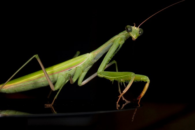 European-Praying-Mantis.jpg